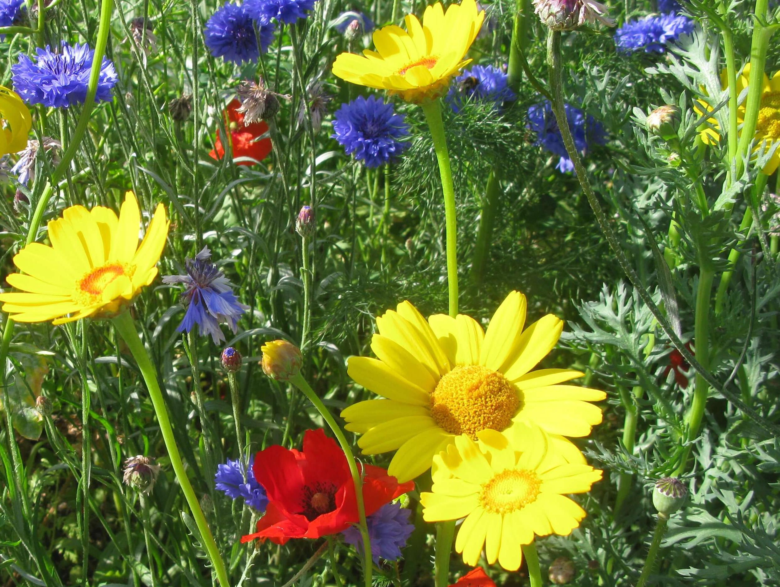 wild flowers, blooming
